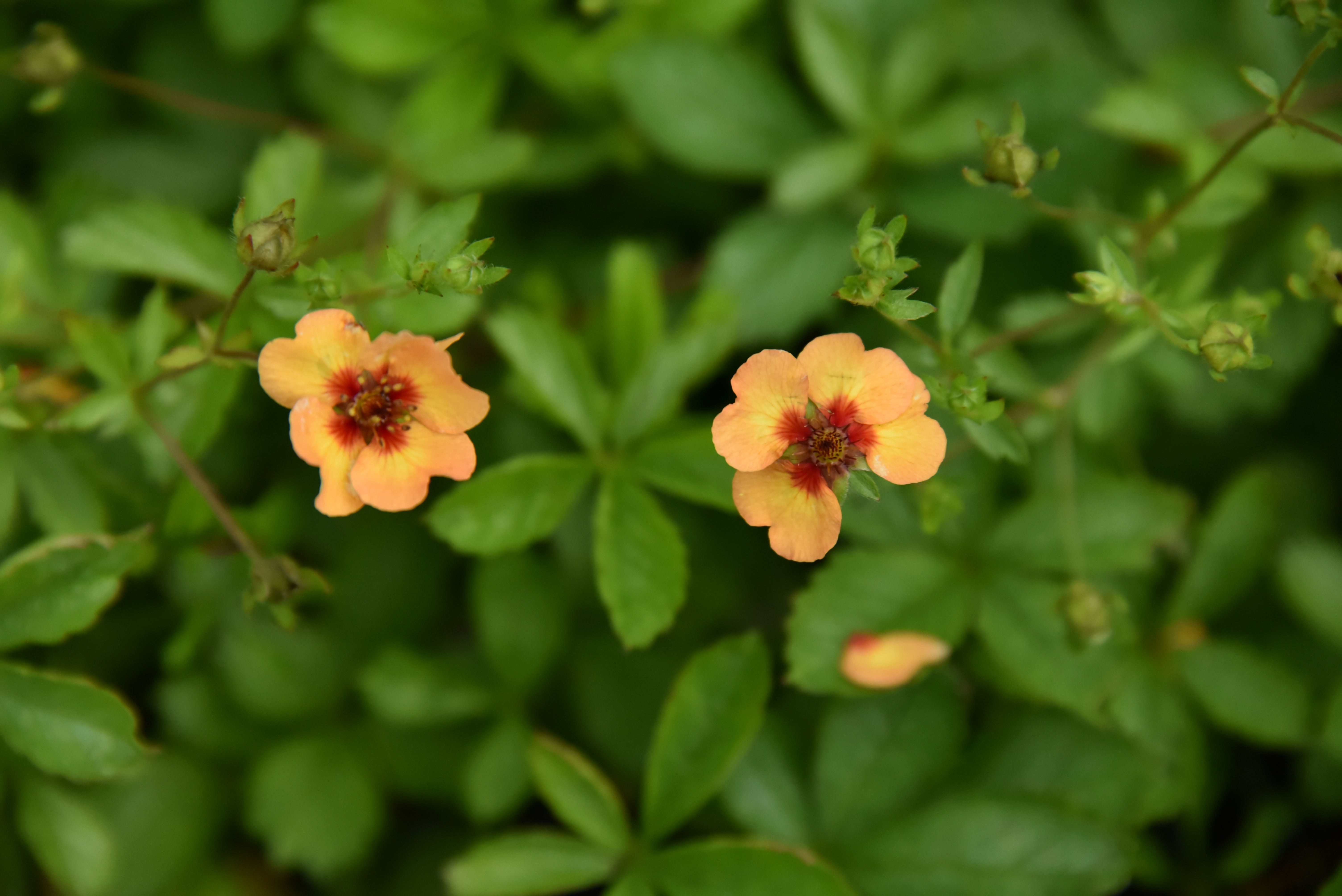 Potentilla x tonguei Ganzerik bestellen